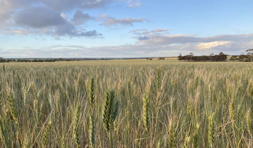 Field of grain