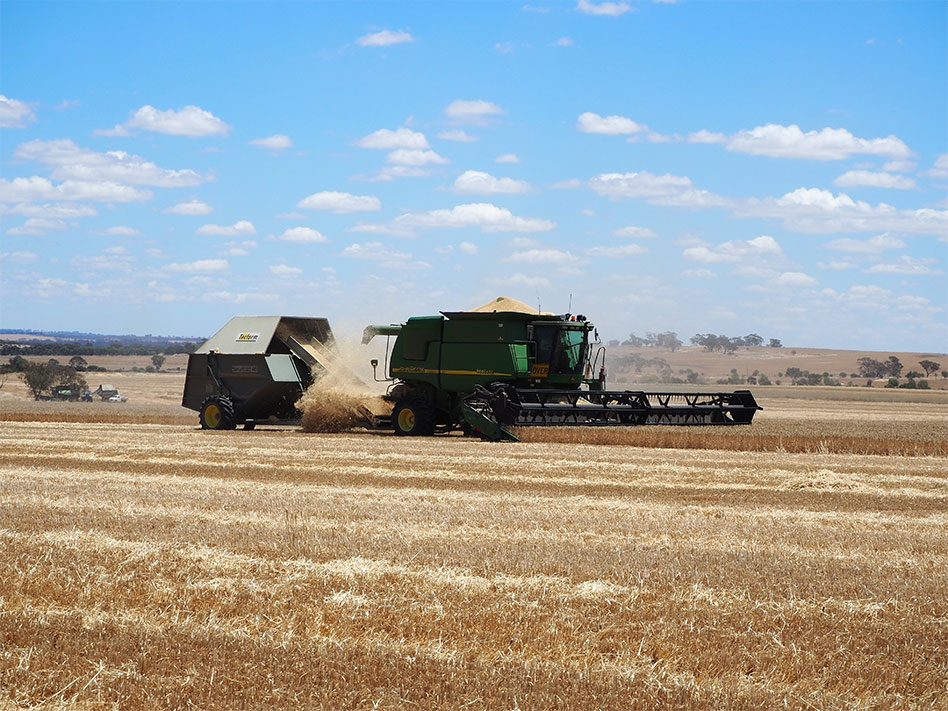 Combine harvester in field of wheat