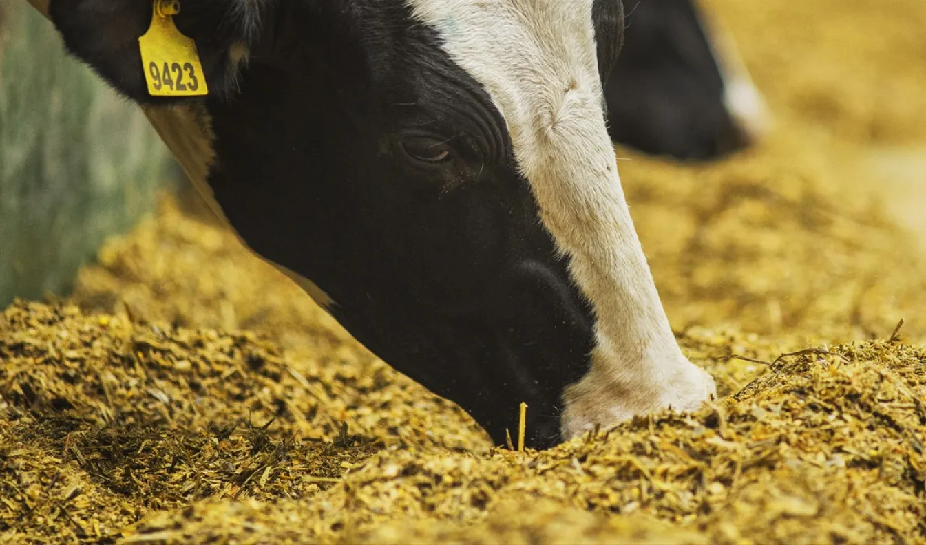 Feed grain for animals