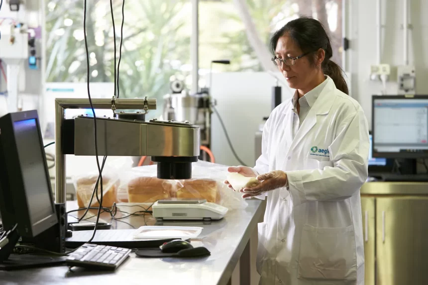 Scientist preparing bread to be examined under microscope