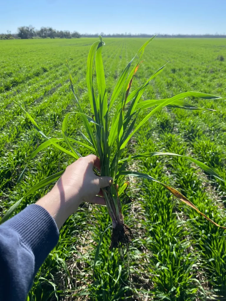 Person holding a crop for inspection