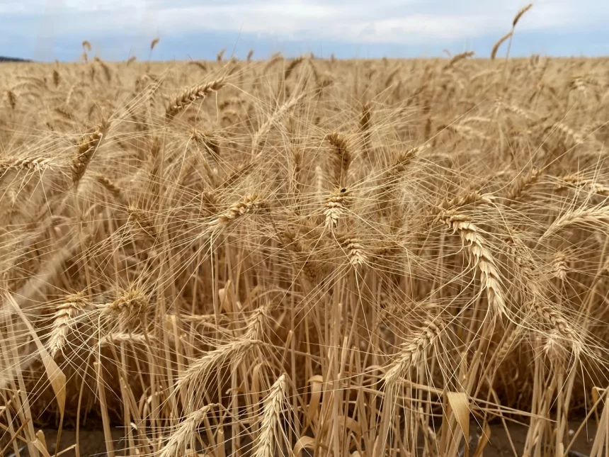 Grain in an open field