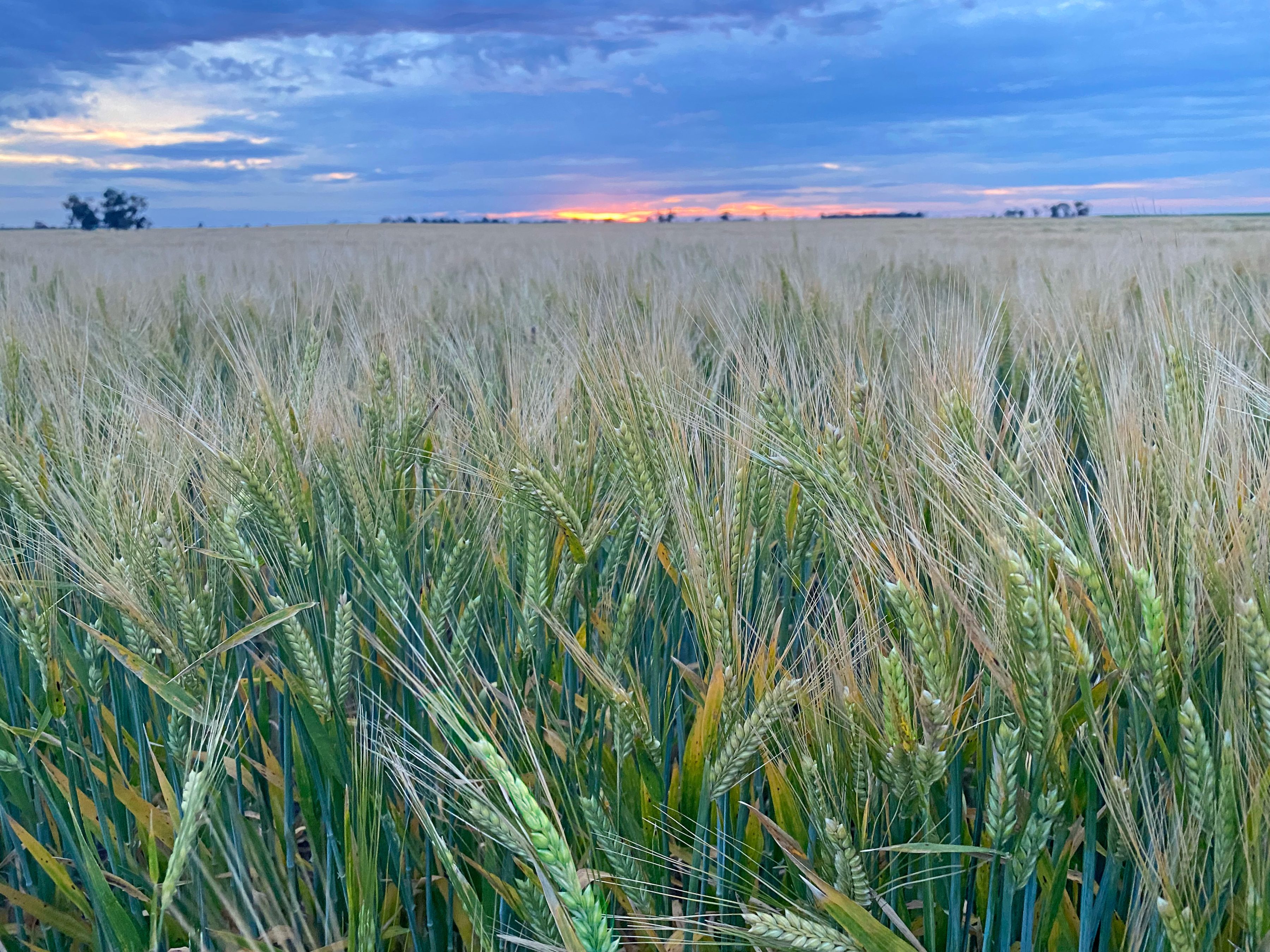 Australian barley