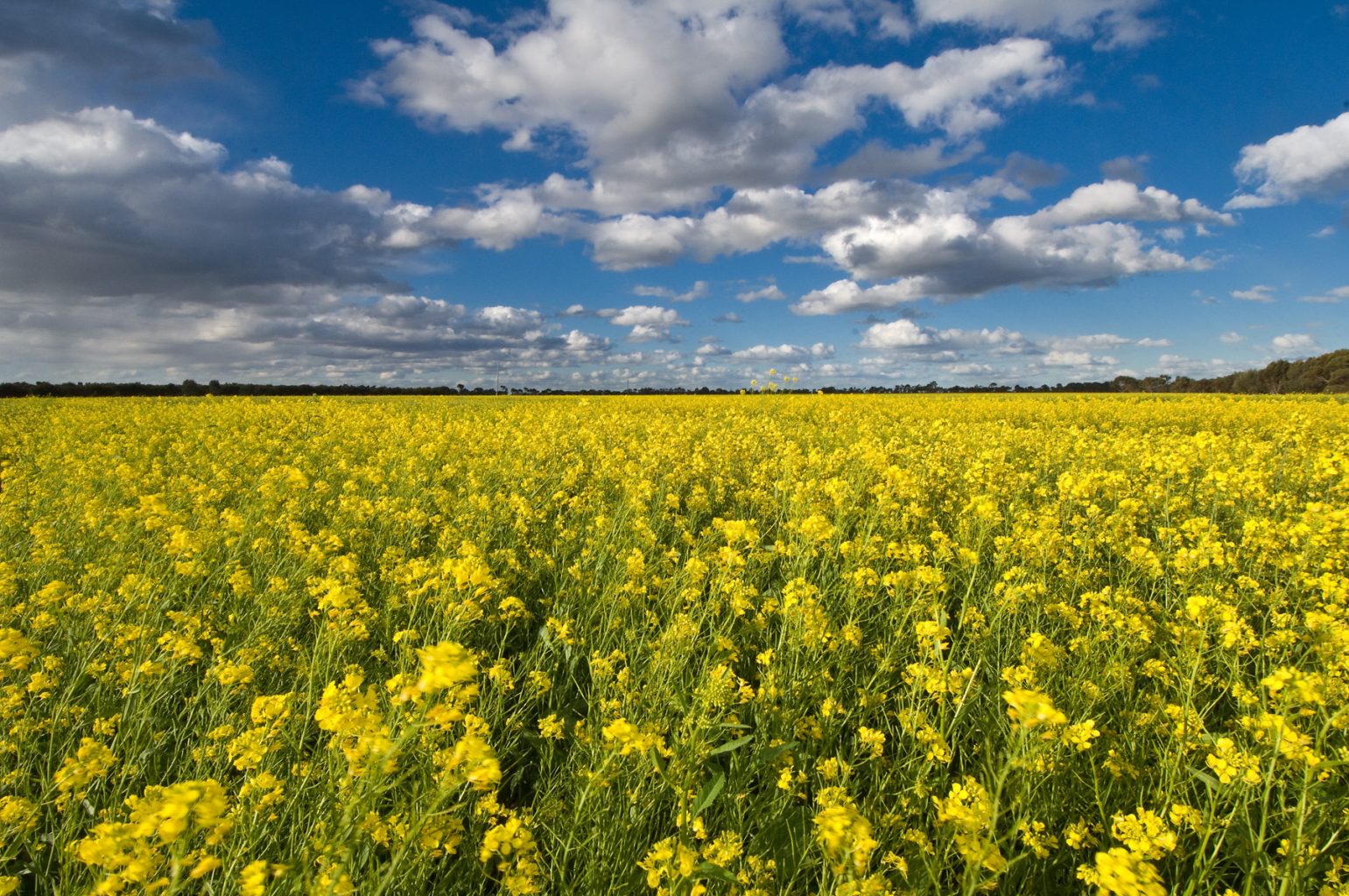 Australian canola in flower