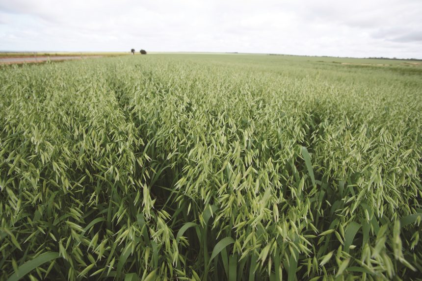 Australian Wheat