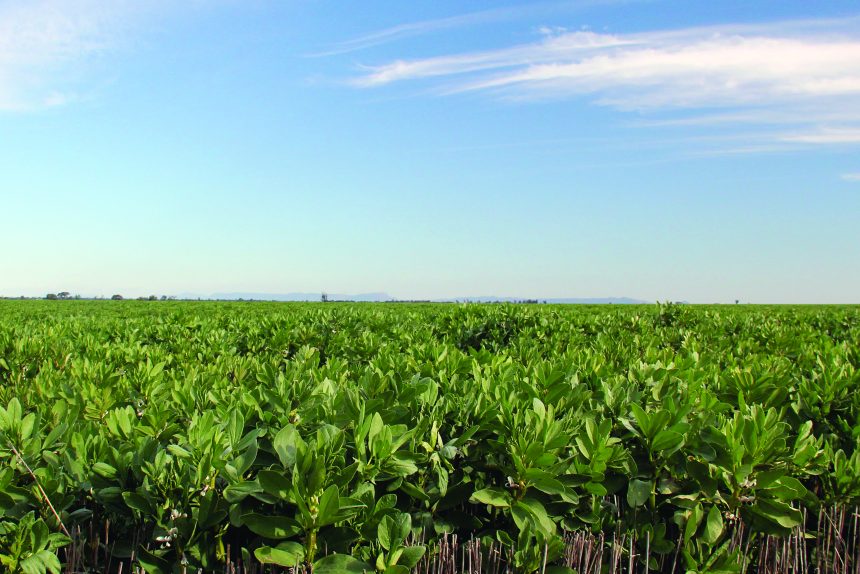 Australian pulses