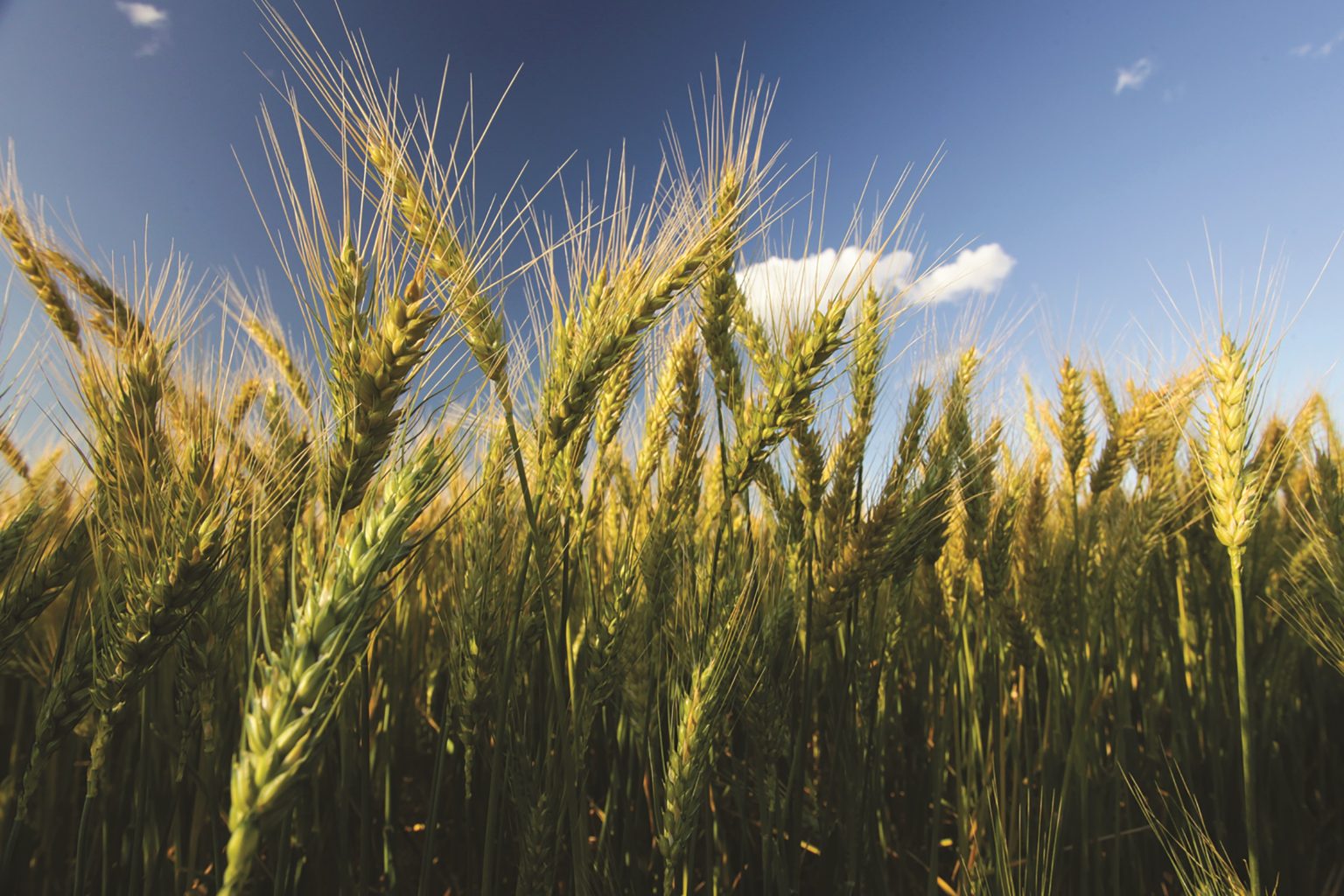 Australian wheat crop