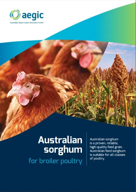 cover of sorghum for boiler poultry