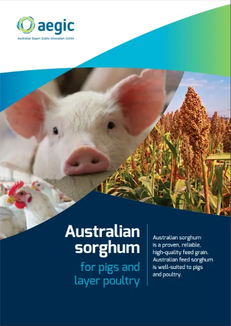 cover of sorghum for pigs & layer poultry