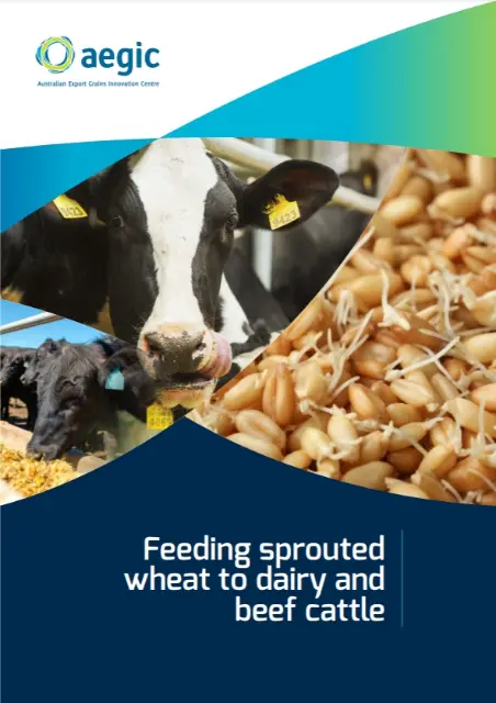 cover for feeding sprouted wheat to dairy and beef cattle