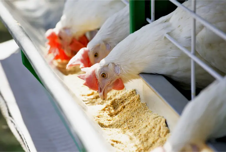 chickens feeding on barley