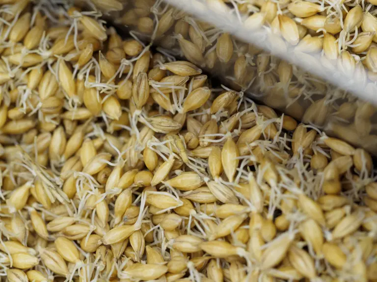 barley malt