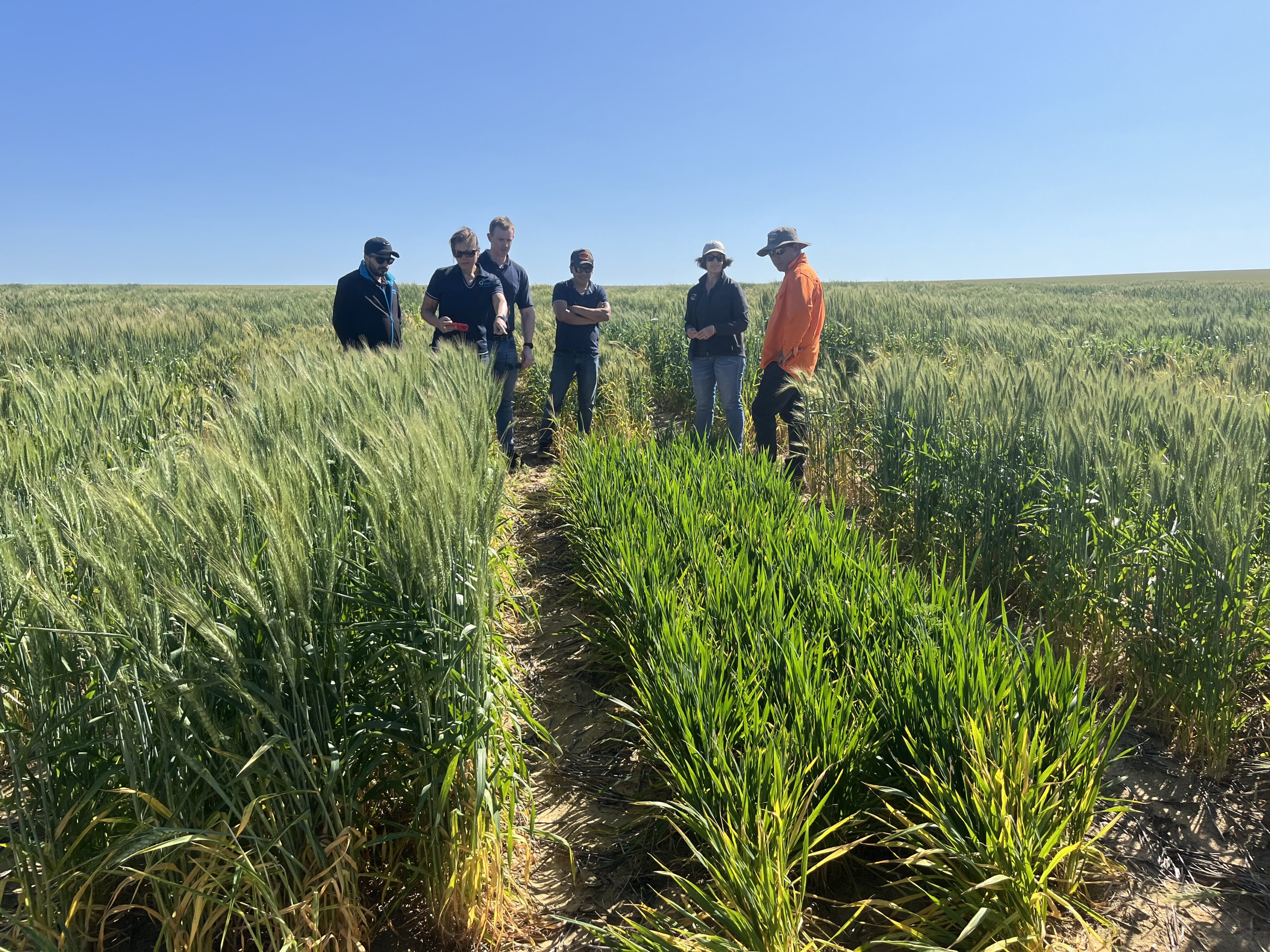 Australian wheat quality for Vietnam – Hanoi